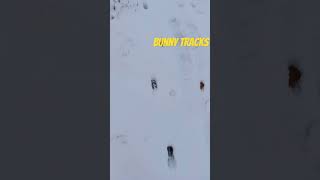 Bunnies Cute to see their overnight paths in the fresh snow