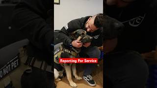 These rescue dogs are reporting for service