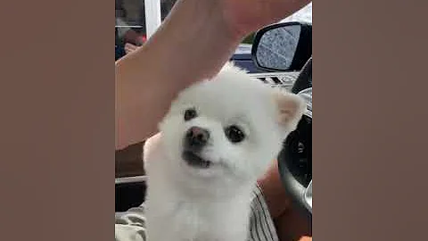 Watch the video about Cute Puppy Eating Ice Cream |#shorts| Cute & Funny Dog #Pets_Town