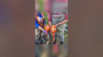 Что будет если выпустить золотую рыбку в озеро