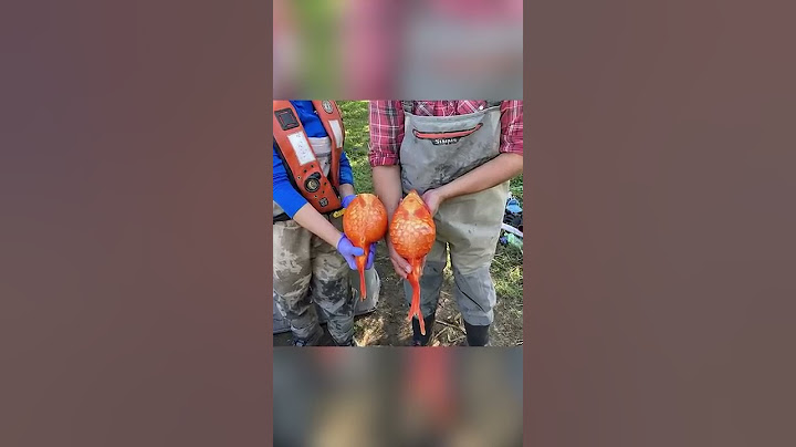 Что будет если выпустить золотую рыбку в озеро