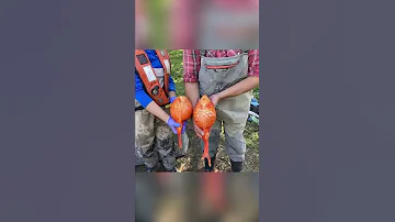 Что будет если выпустить золотую рыбку в озеро