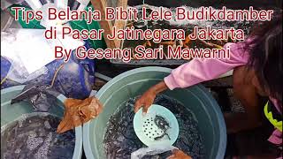 Tips Belanja Bibit Ikan Lele Budikdamber di Pasar Ikan Jatinegara