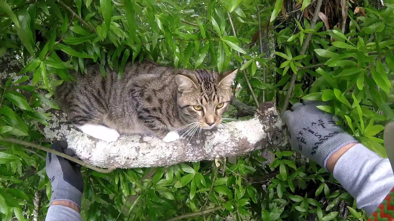 Tommy Socks' Rescue YouTube