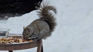 Squirrelovision Multiple Squirrel Shenanigans, But Sch In Particular Totally Cracks Me Up.