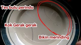 Pengetesan bulu perindu ,gerak dengan sendirinya.