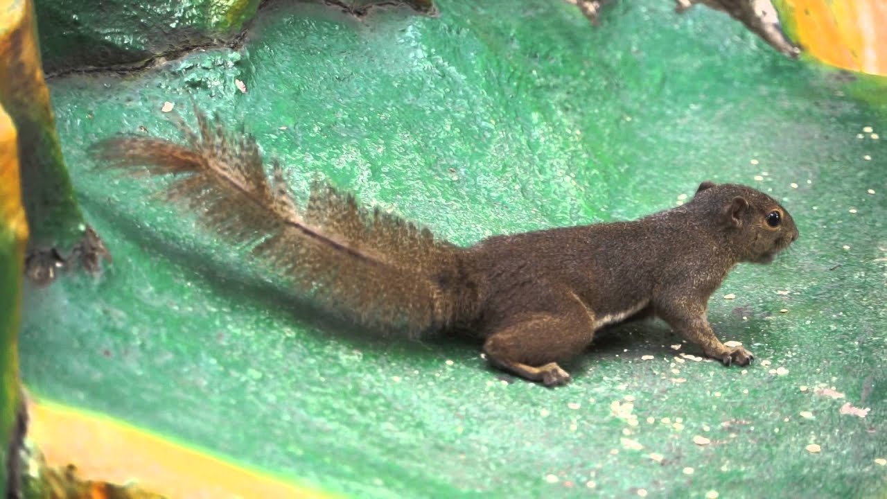 Singapore, Squirrel in Haw Par Villa YouTube