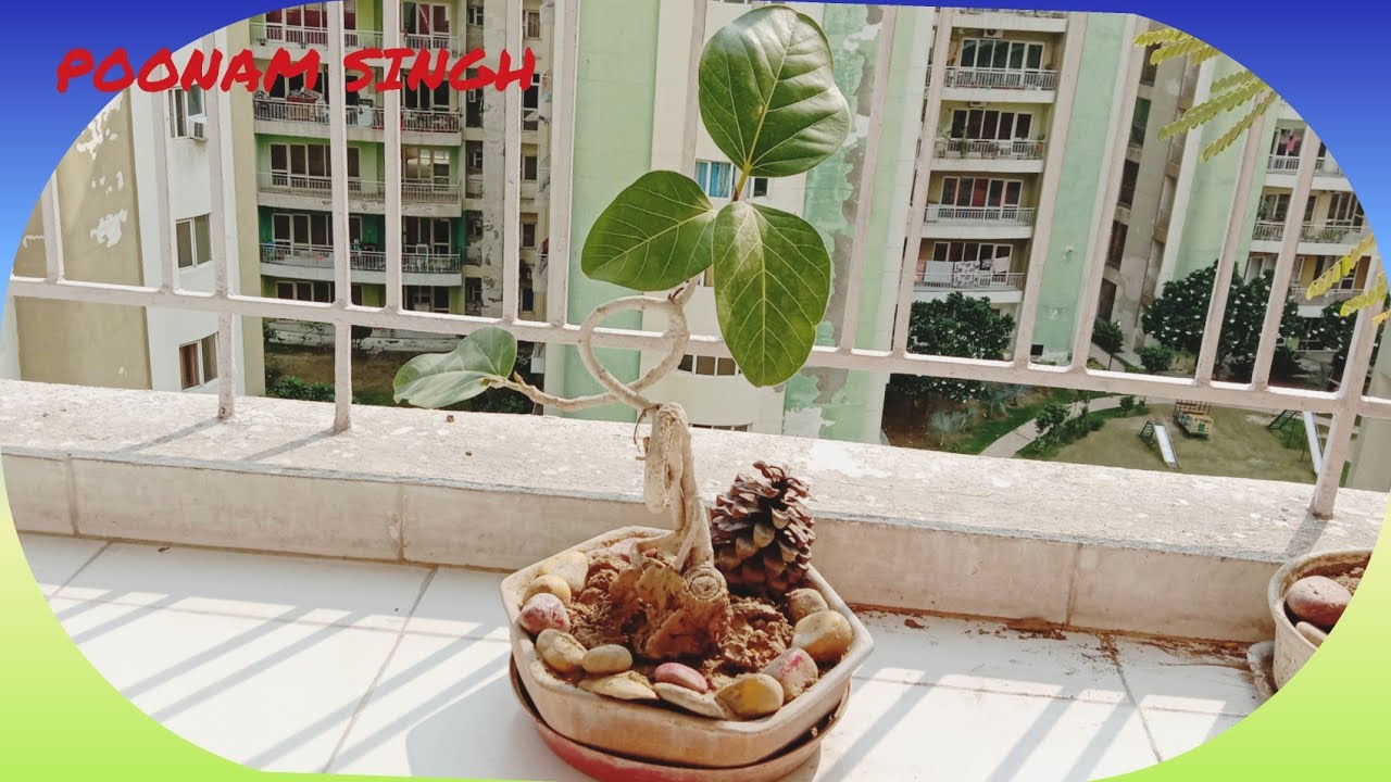 Ghar par Bonsai kese banaye /Bonsai Art /Japani Art Bonsai/ Bargad ki