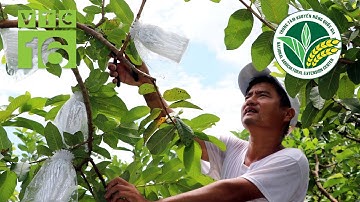 Để cây ổi ít sâu bệnh, nhanh thu hoạch | VTC16