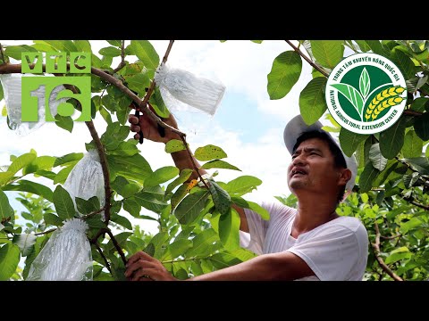 Video: Việc Sử Dụng Sunfat Sắt Trong Trồng Trọt: Xử Lý Vườn Vào Mùa Thu Và Phun Cho Cây Vào Mùa Xuân. Làm Thế Nào để Nhân Giống Nó? Hướng Dẫn Và Tỷ Lệ