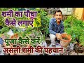 शमी का पौधा कैसे लगाएं ? कौनसी दिशा मे ? असली शमी की पहचान / How to grow and care Shami plant