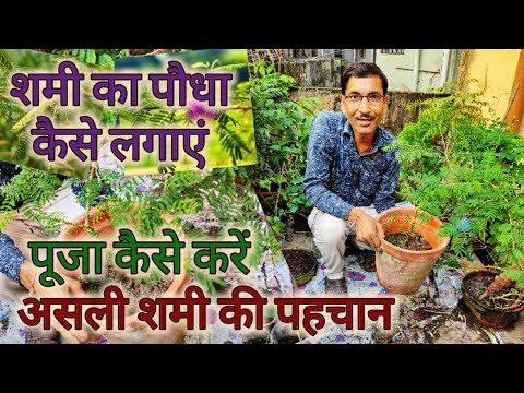 वीडियो: इंडोर सरू (53 तस्वीरें): गमले में सरू की घरेलू देखभाल। खरीद के बाद सजावटी सरू के पेड़ को कैसे प्रत्यारोपण करें? सर्दियों में इसे कैसे पानी दें?