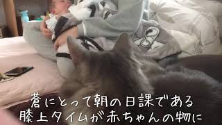 膝の上が空くのを待つ猫 ノルウェージャンフォレストキャット A cat waiting for turns