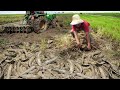 Amazing Fishing Snakehead Fish underground behind Tractor 2023