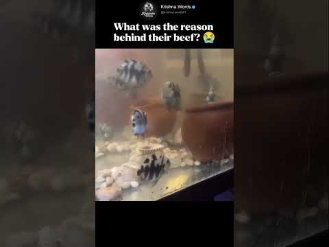 When the aquarium drama gets WAY too real 💀🐟 #shorts #funny #meme #fish #cute
