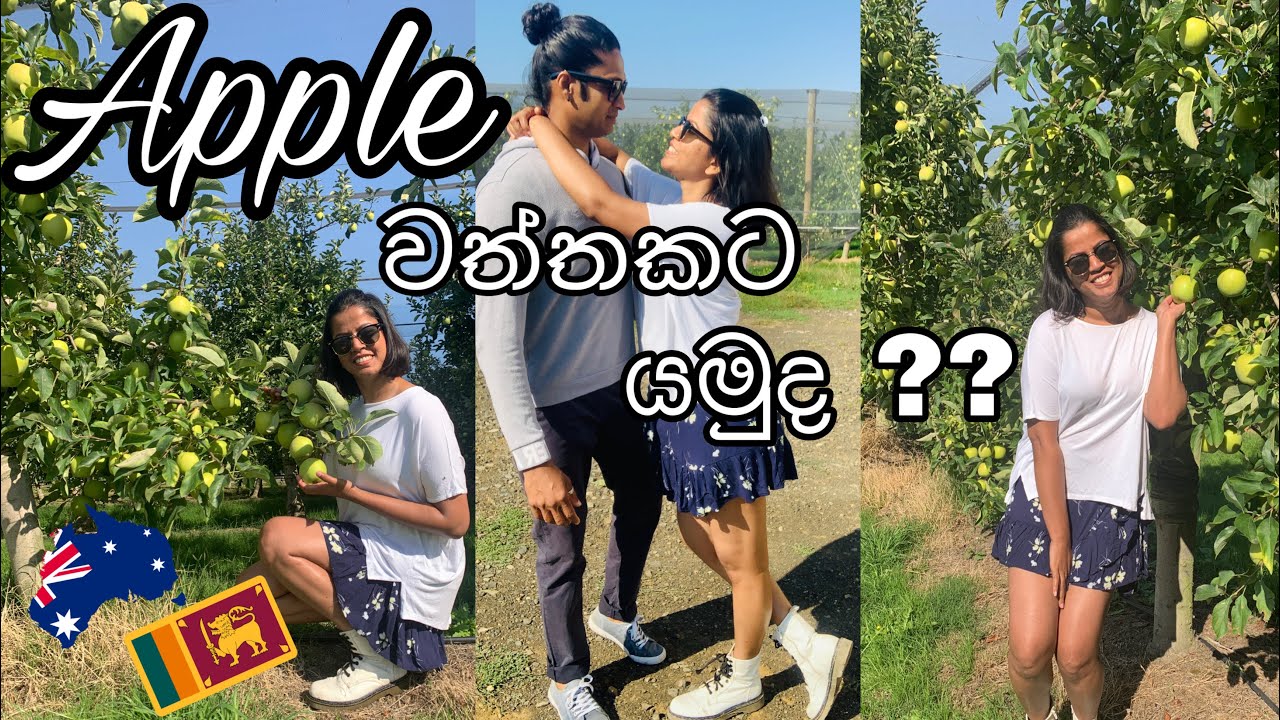 Priest Bros Orchards, come apply picking with me 🇱🇰🇦🇺