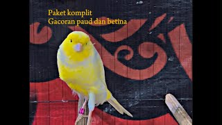 Fulll paket cerah ‼️#kenari #kenarigacor 