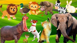 ANIMAL VIDEOS, ANIMAL SOUNDS, WILDLIFE ANIMALS, WILD ANIMALS: Fox, Cat, Owl, Leopard, Skunk, Dog screenshot 5