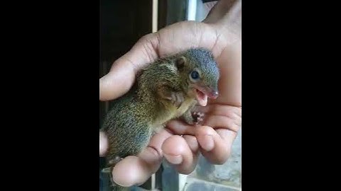 Masteran kekinian 2020 buat burung kicau gacoan anda.. seperti cijo,c jenggot, kacer, murai dll