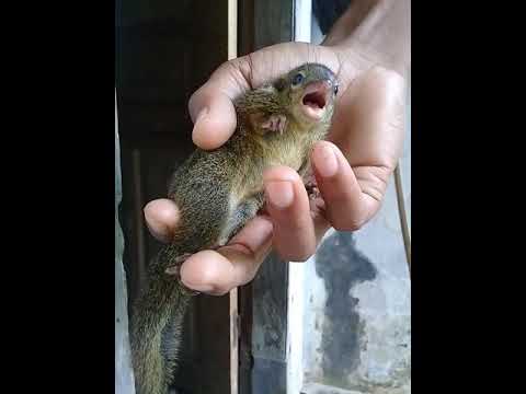 Masteran cucak ijo nembak bajing kekes #kicaumania #BurungGacor #MasteranBurung