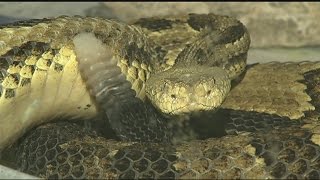 Rattlesnake Island: The facts, fear and reality