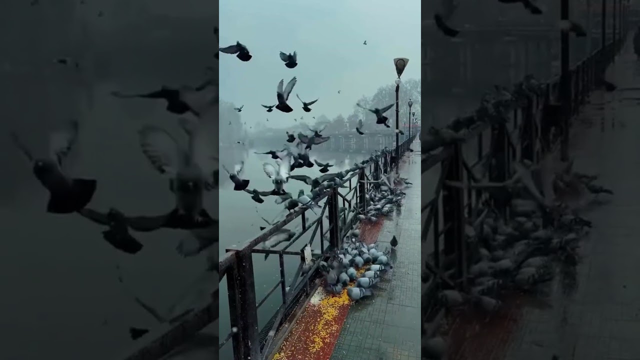 تلاوت قرآن پاک| Amna speech world and creative vedios 