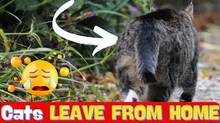 Why Do Cats LEAVE FROM HOME AND DONT COME BACK |How To Prevent Them From Escaping