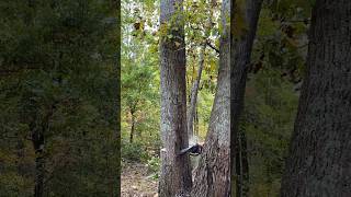 Felling a Sawtooth Oak #arborist #treework #husqvarna #bluecollar #treeremoval #treeclimber #gopro