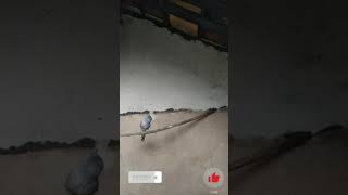 Download Lagu muray air gacor cocok untuk masteran atau pancingan muray air anda pasti langsung ikut gacor MP3