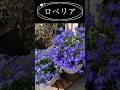 ロベリアの鮮やかな紫#flowerlover#園芸ライフ #gardening #ロベリア