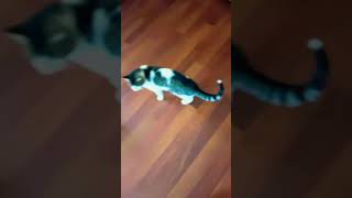 Bu Mamaları Dışarıdakilere Ürelim