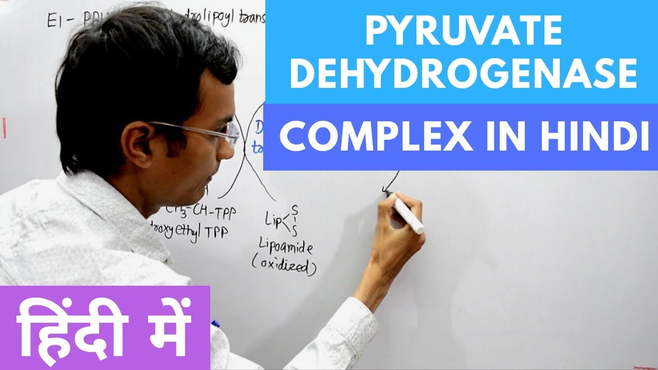 Pyruvate Dehydrogenase Complex in Hindi