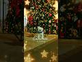 OSITO SALIÓ A PASEAR Y YA ENCONTRÓ LA NAVIDAD 🎄🐶✨️🎁🎅 #navidad2025 #dogtok  #puppy #fyp #shorts #dog