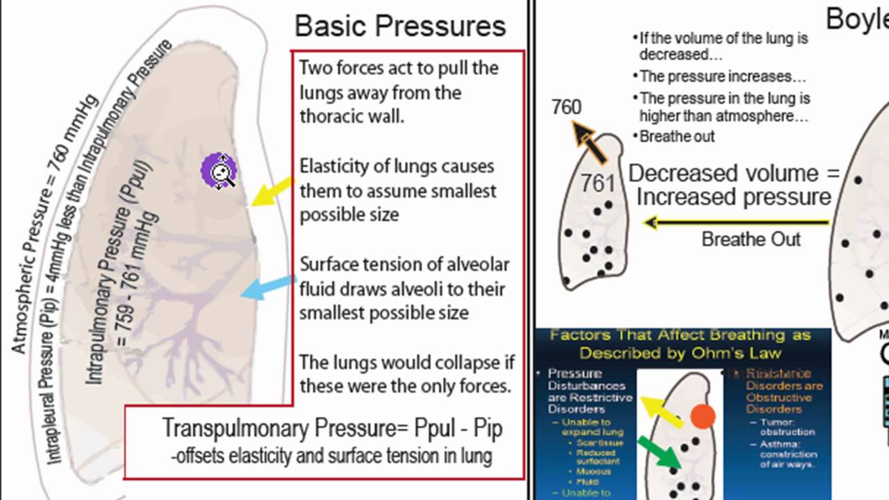 Respiratory Physiology Part 1 - YouTube