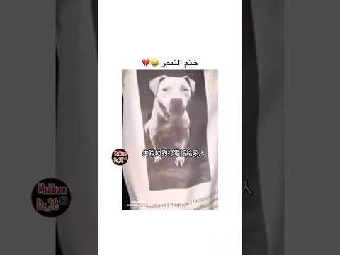 Kaybolan köpeğin sahibine