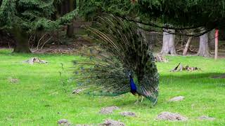 Hiç Yakından Böyle Tavus Kuşu Görmüş Müydünüz