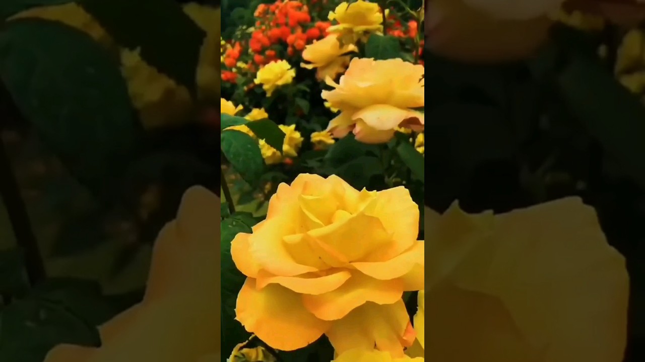Beautiful yellow roses.|