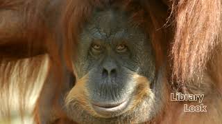 CameraTalk: Oran Utang Behaviour