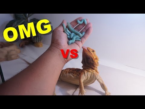 goliath worms for bearded dragons