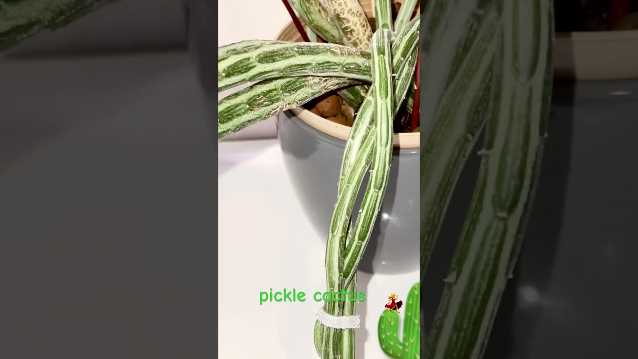 MATURED Kleinia stapeliiformis 