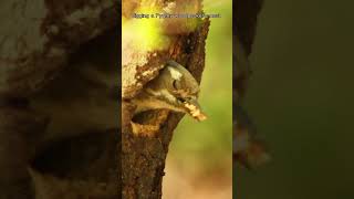 digging a pygmy woodpecker&#39;s nest. #shorts