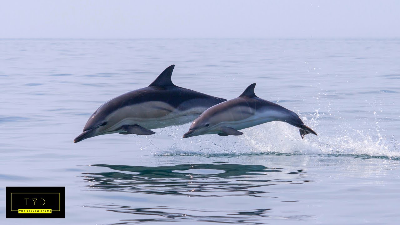 Thursday Feeling | Dolphin Relaxing Music | Dolphin Love Song | Dolphins Jumping Out Of Water