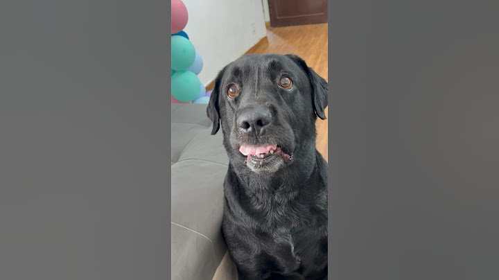 No one will call lucky a person like this 😂 #doglover #trending #lucky