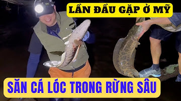 Lần Đầu Vào Rừng Săn Cá Lóc Ban Đêm Ở Mỹ Quá Nhiều Bất Ngờ