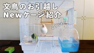 文鳥のお引越し Newケージ紹介【文鳥と暮らすvol.61】Javasparrow