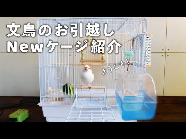 文鳥のお引越し Newケージ紹介【文鳥と暮らすvol.61】Javasparrow
