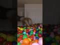 100,002 balls in a room!