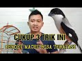 Mengatasi Burung Cendet Macet Bunyi: Tips Jitu dan Ampuh!
