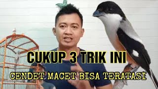 TRIK JITU MEMULIHKAN CENDET YANG MACET BUNYI DAN STRES