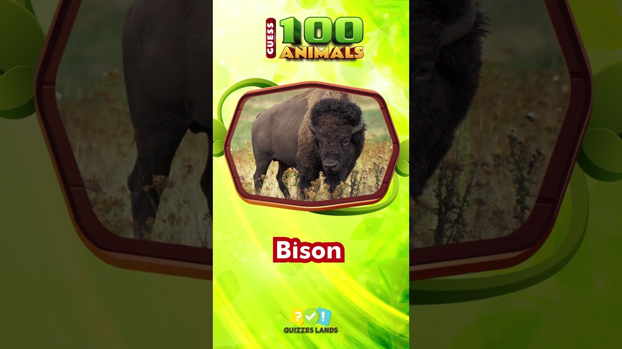 Guess The Animals In 3 Seconds - Hamster, Bison, Crocodile, Parrot 